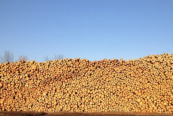 very large pile of logs